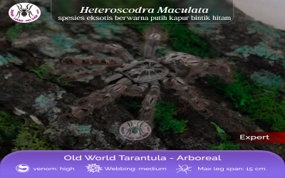 heteroscodra maculata sling 1 cm tarantula